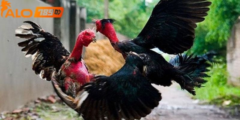Đá gà alo789