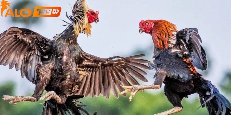 Cược thủ nên quan sát kỹ lịch sử và phong độ của các chiến kê