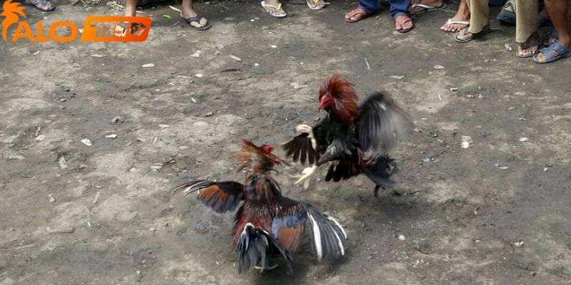 Tham gia các giải đấu đá gà alo789 và những sự kiện đặc biệt