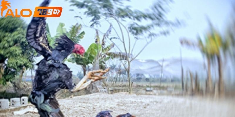 Người chơi sẽ dễ dàng tiếp cận các trận đấu nhờ giao diện cực kỳ trực quan